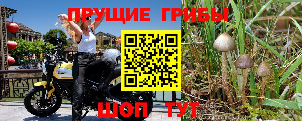 магазин    Вход с VPN  Дюртюли  Псилоцибиновые грибы мицелий  Галлюциногенные грибы Cubensis 